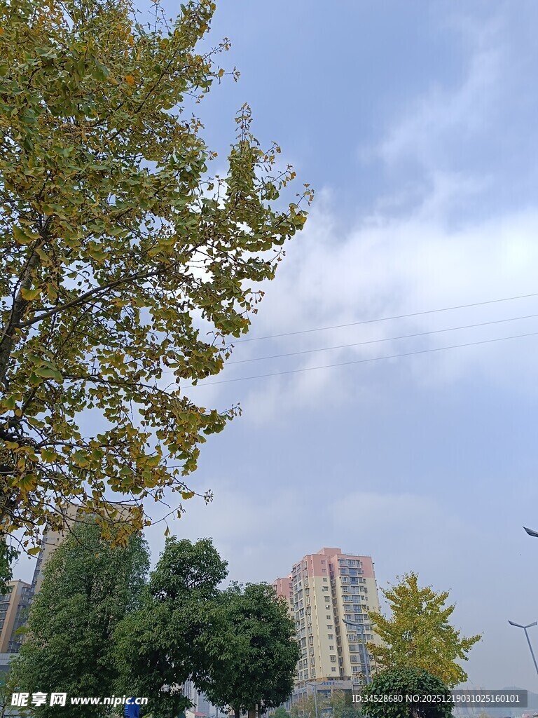 秋日城市树梢上的天空