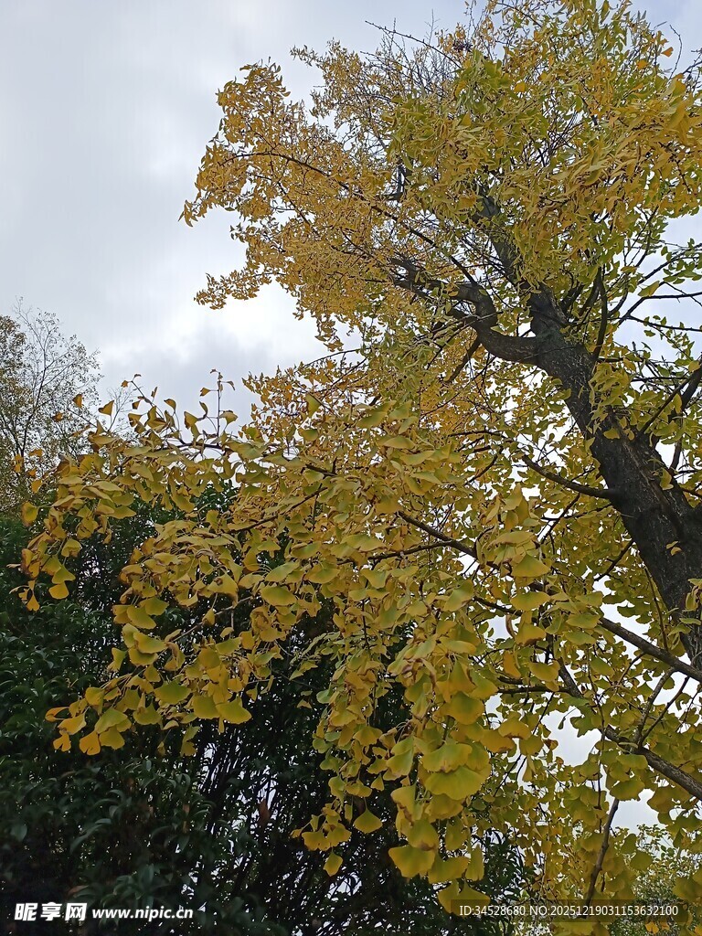 秋日金黄树叶的美丽景致