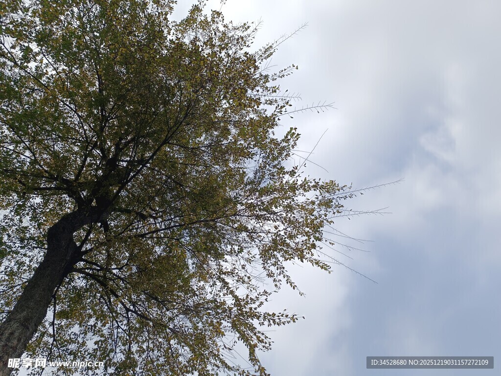 仰望蓝天中的葱郁树木