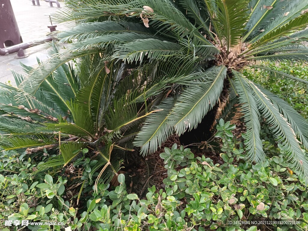 铁树绿植特写