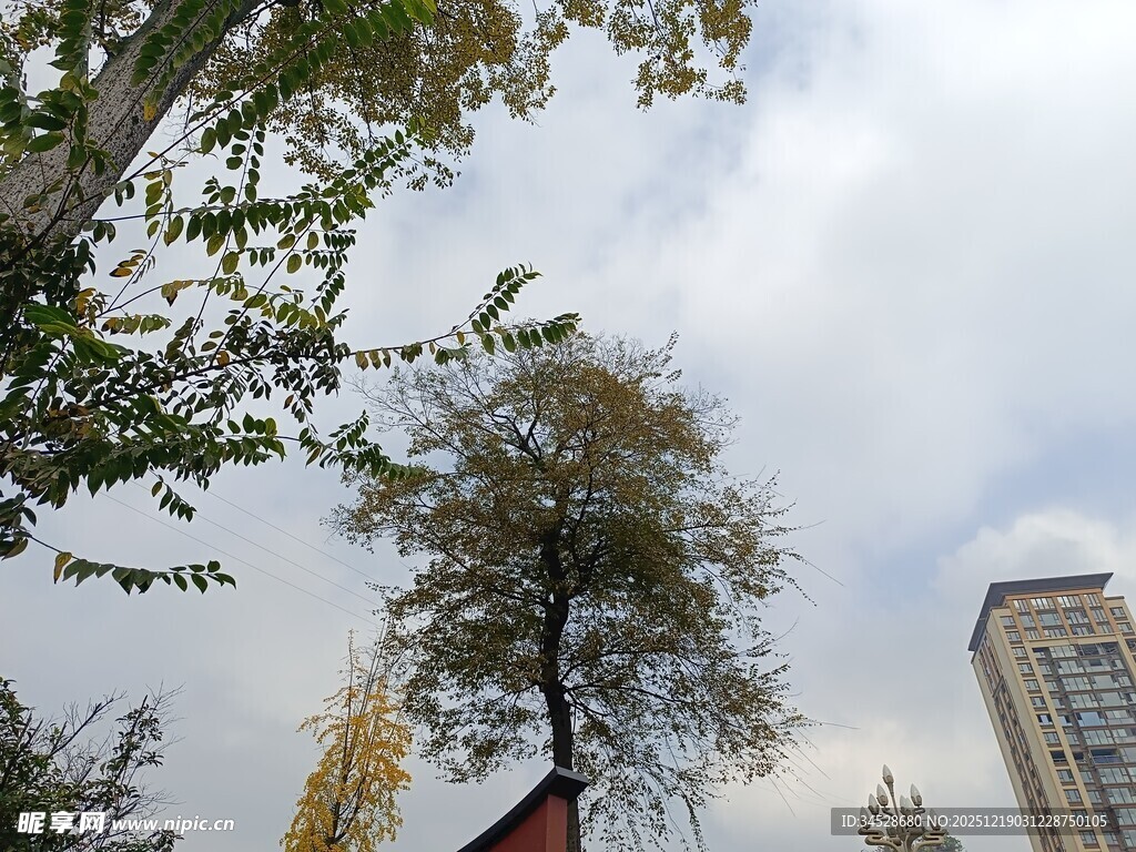 秋日树梢与楼景