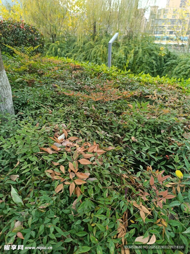 秋日草地落叶景观