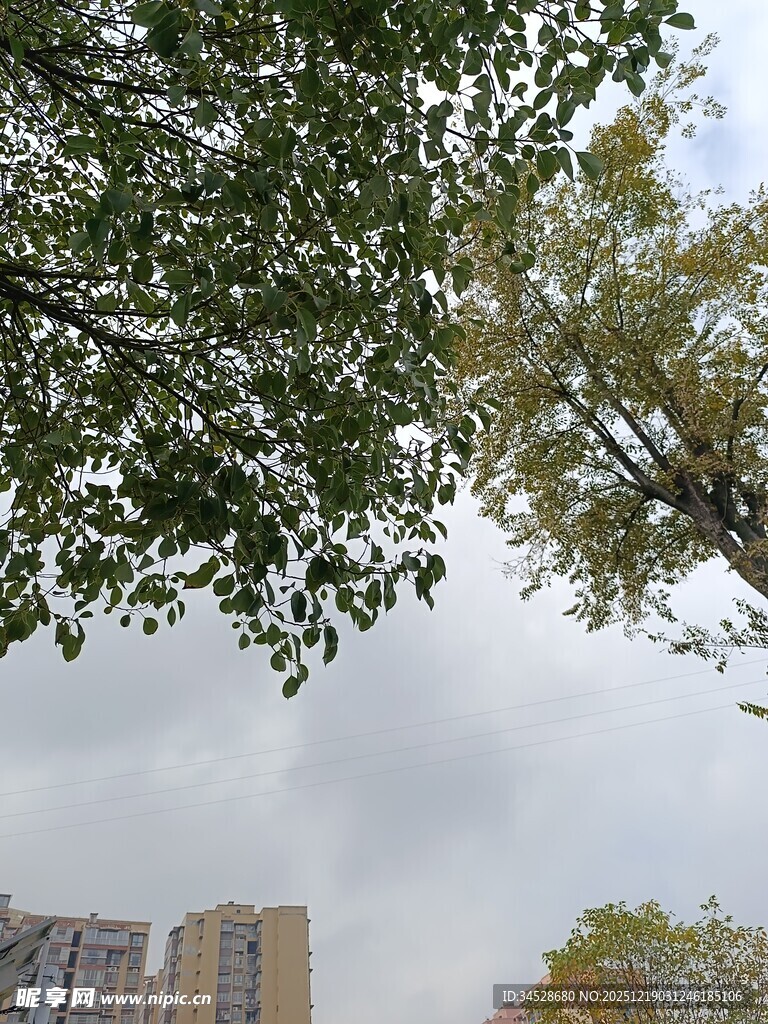 仰视绿树与城市建筑