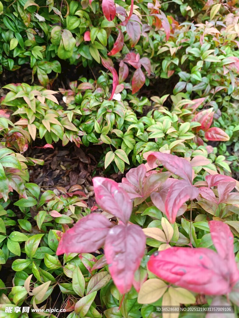 多彩斑斓的植物景观