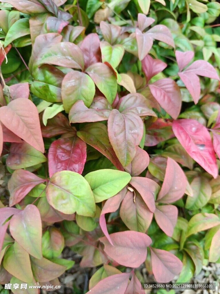 多彩斑斓的植物叶片