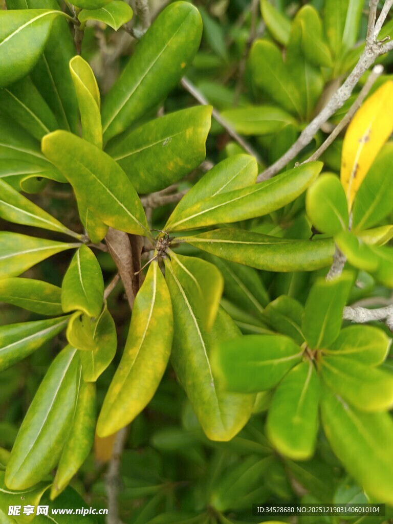 翠绿枝叶的植物特写