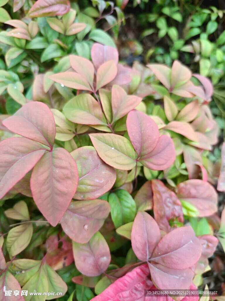 多彩叶片植物特写