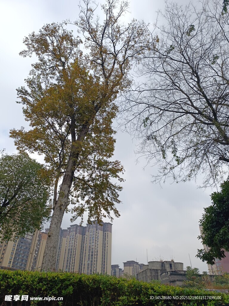 城市中高大树木与建筑景观