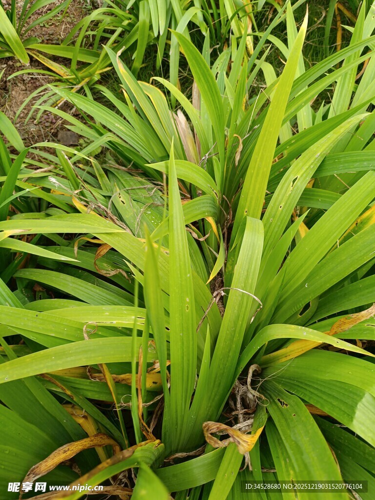 翠绿繁茂的热带观叶植物