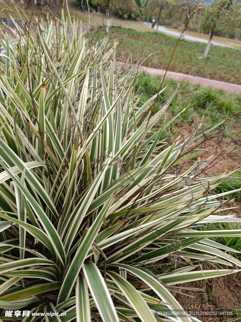 金边龙舌兰植物特写