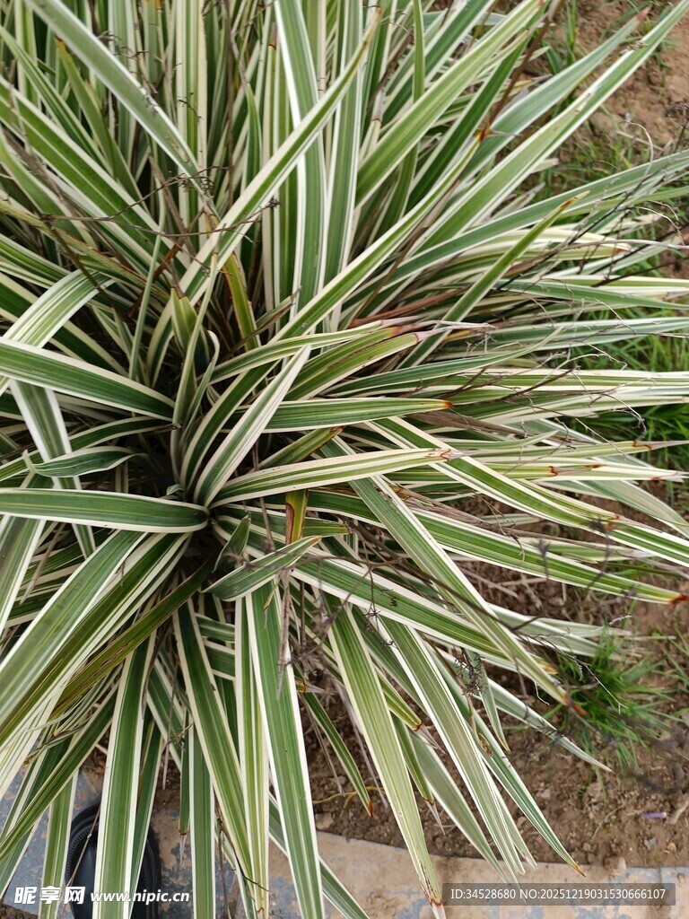 金边龙舌兰植物特写