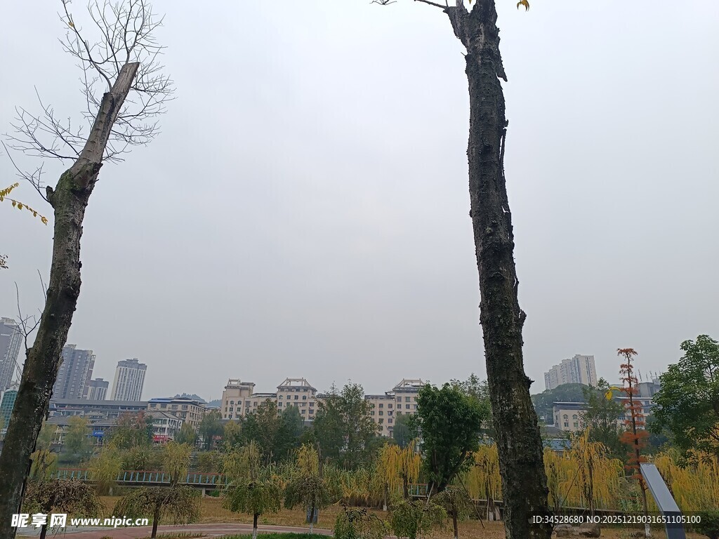 秋日公园枯树景观