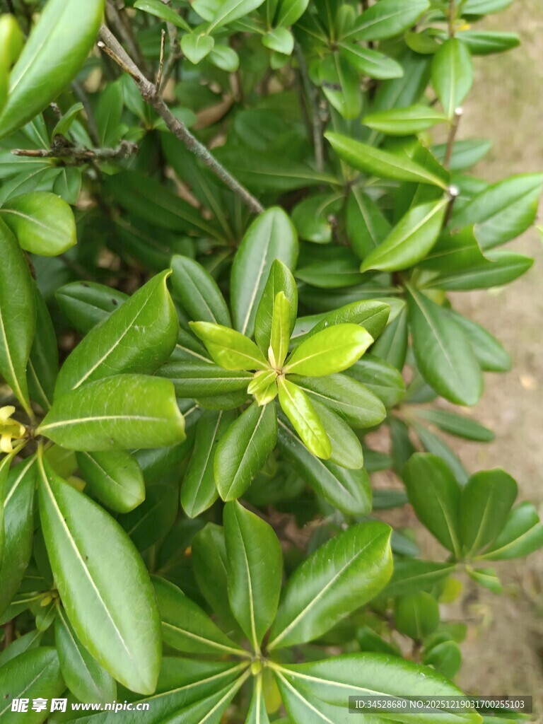 翠绿海桐枝叶特写