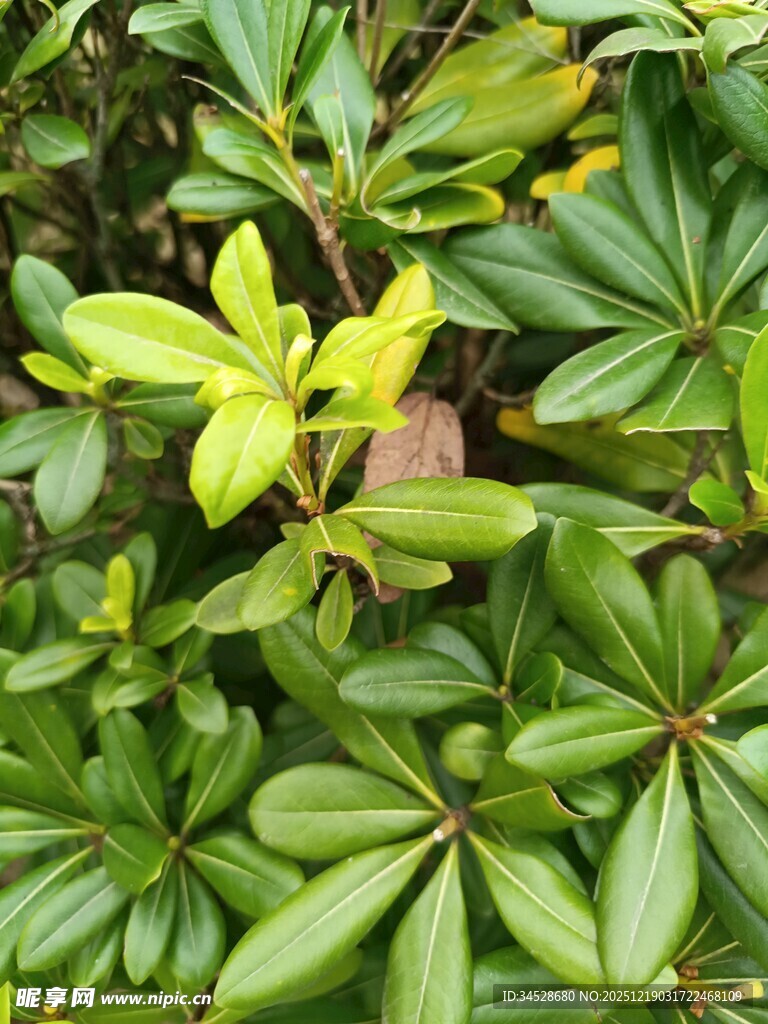 嫩绿叶片点缀繁茂绿植
