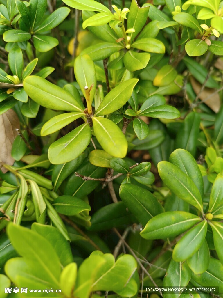 翠绿繁茂的叶片植物