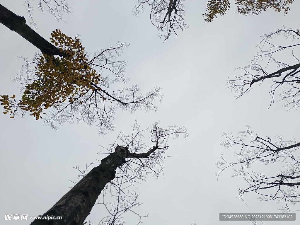 仰视枯树与天空景象
