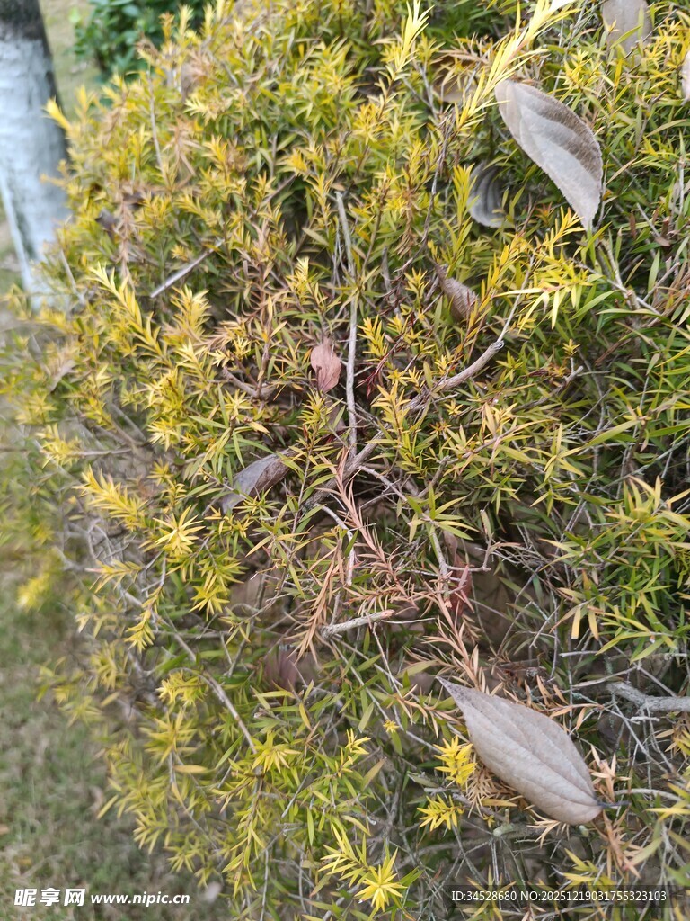 金黄枝叶的繁茂植物