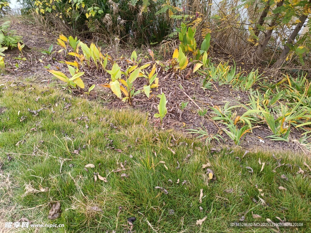 秋日草地旁的多彩植物