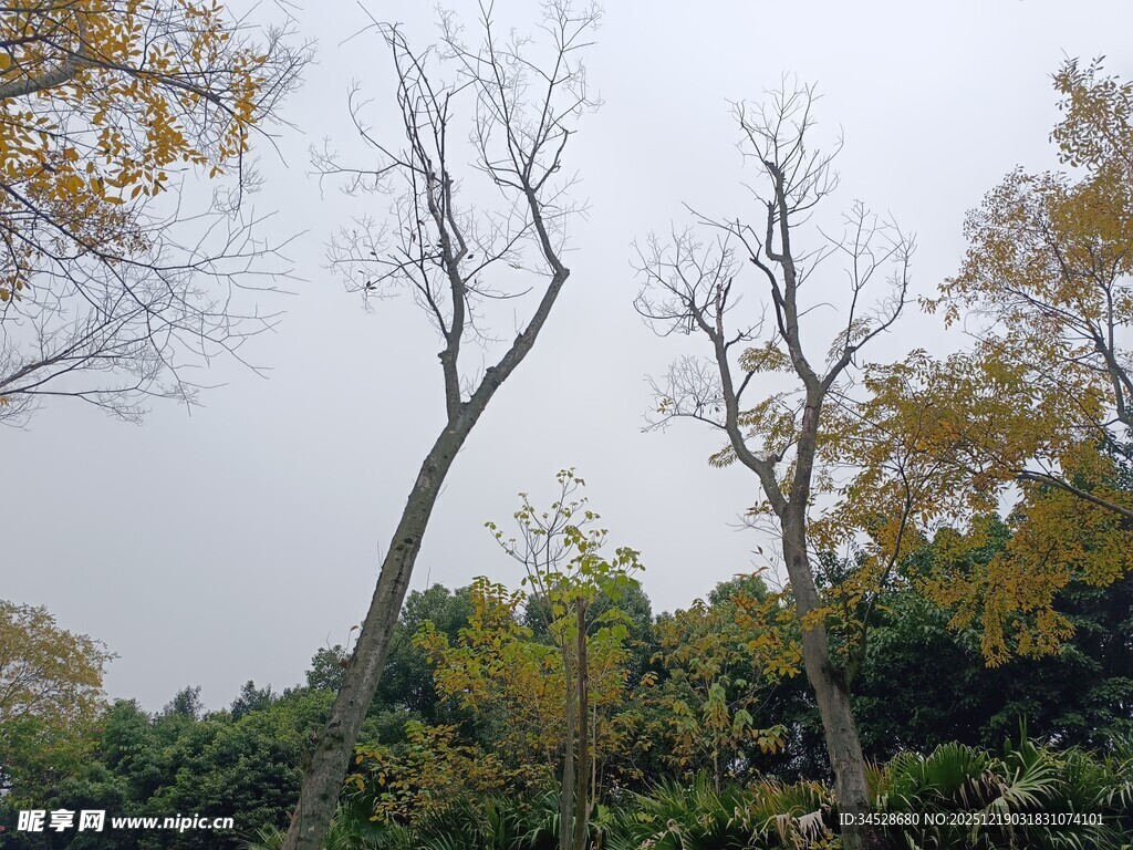 秋日枯树与葱郁树林