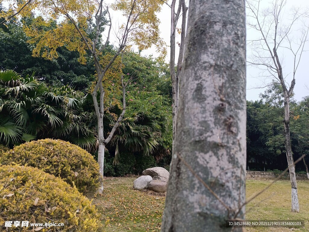 园林树木景观
