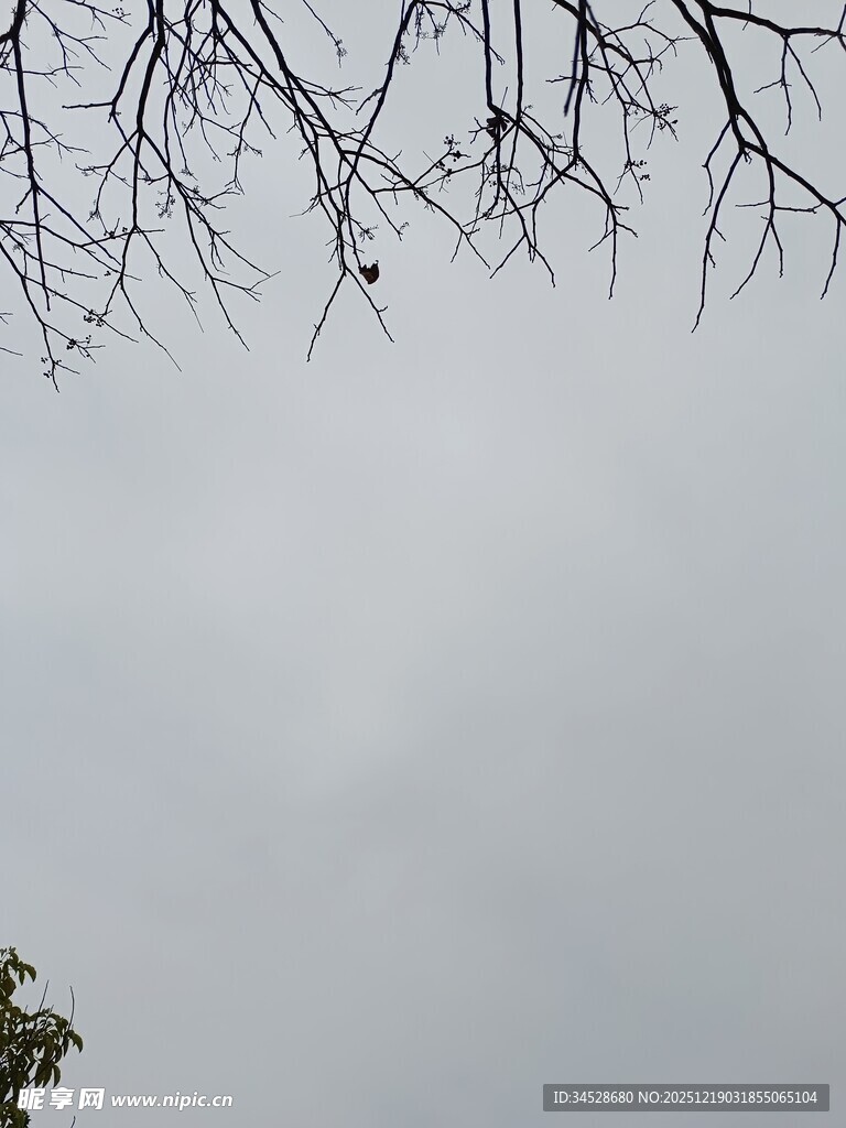 树枝映衬下的阴沉天空