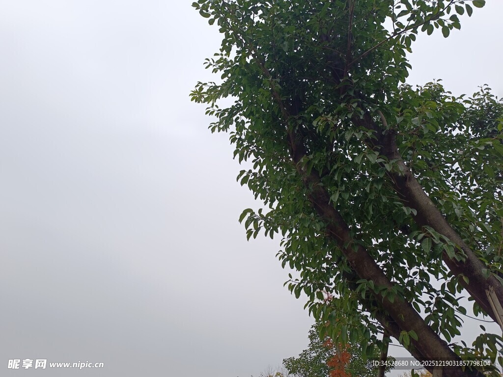 仰视粗壮茂盛的高大树木