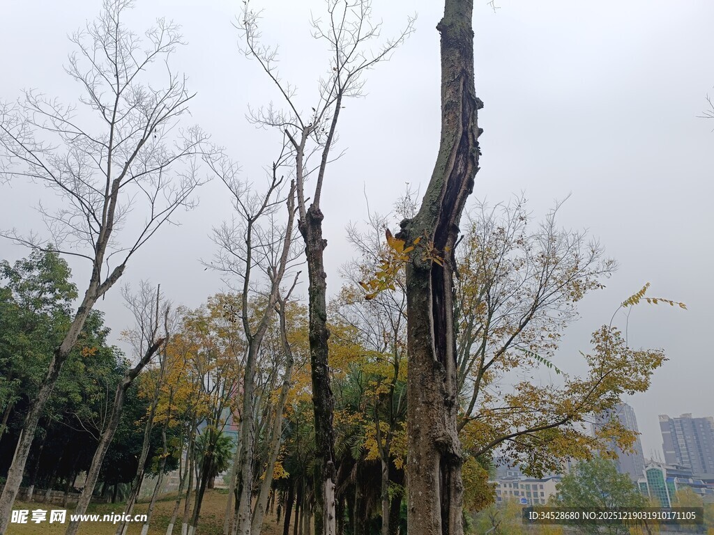 秋日枯树林景观