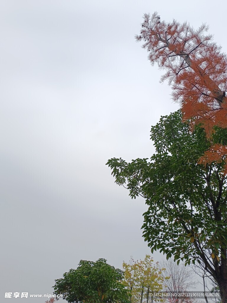 秋日多彩树木景致