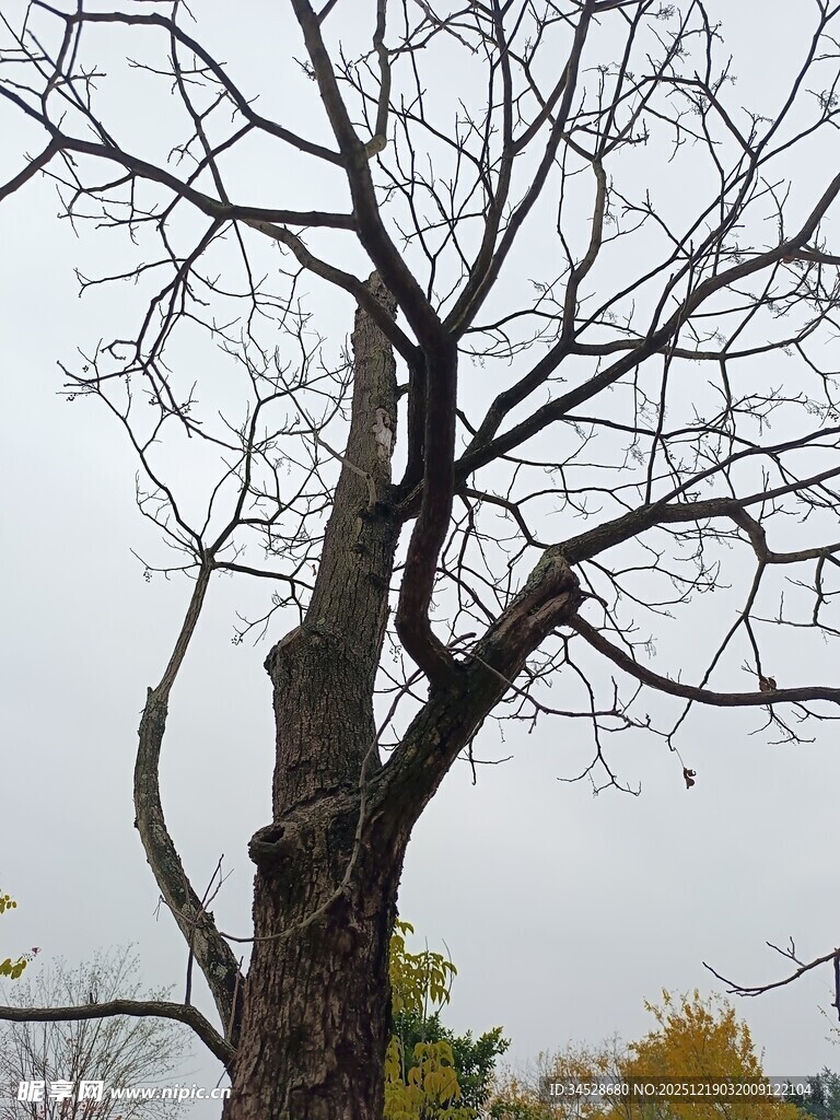 枯树立于灰白天空下