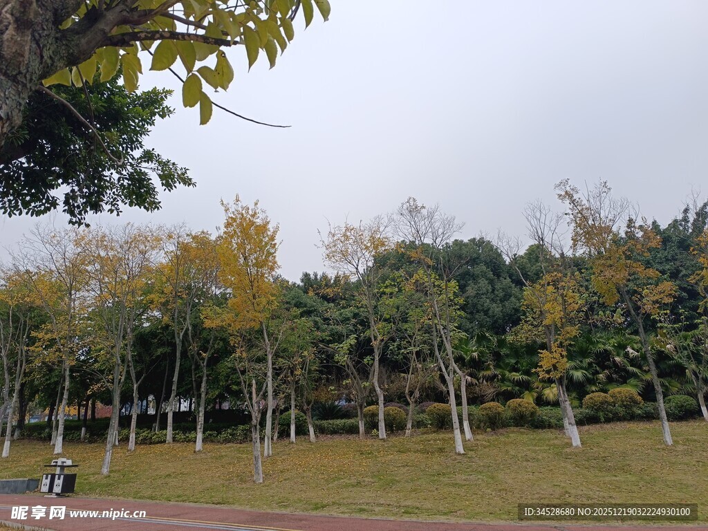 秋日公园树林美景