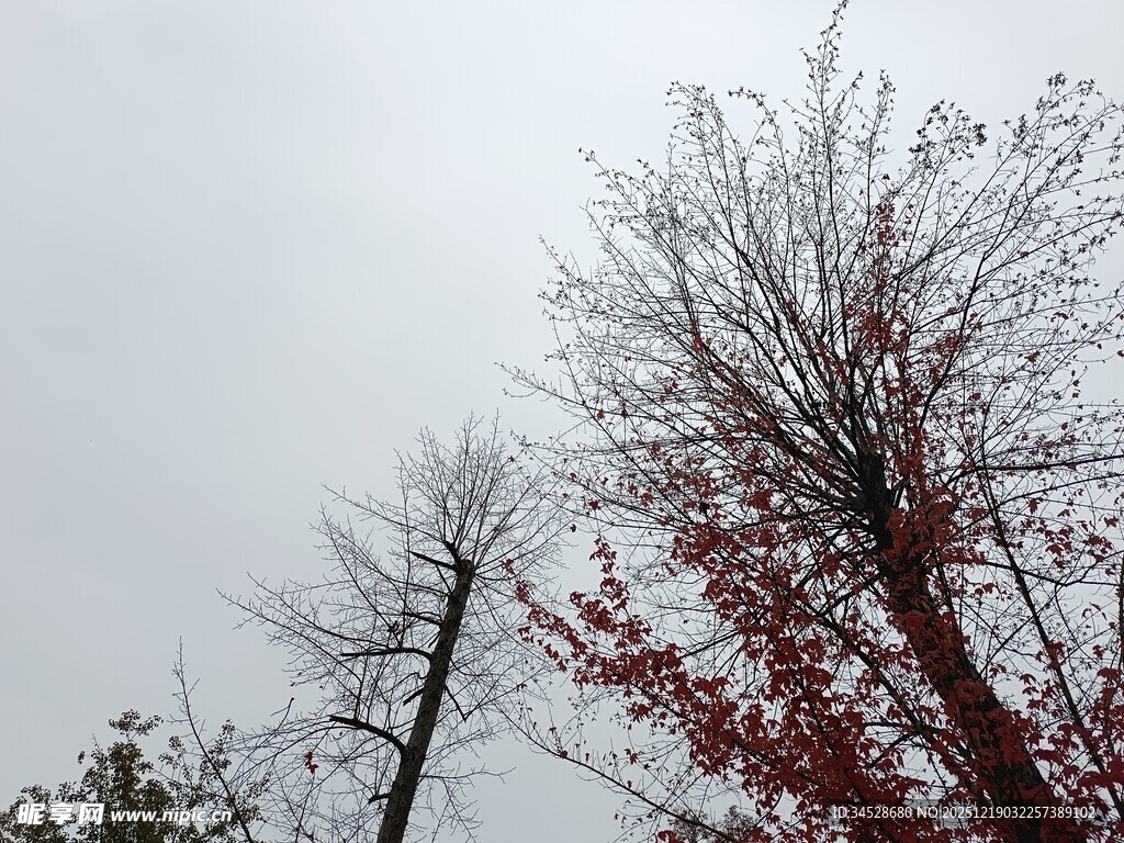 冬日枯树与红叶
