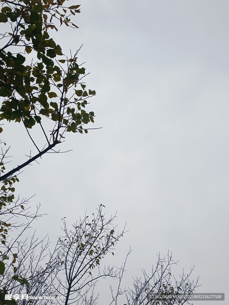 树枝映衬下的灰白天空