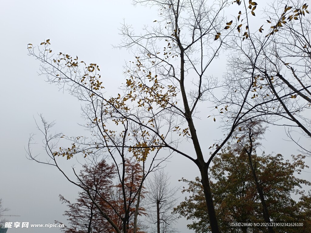 秋日萧瑟树木景象