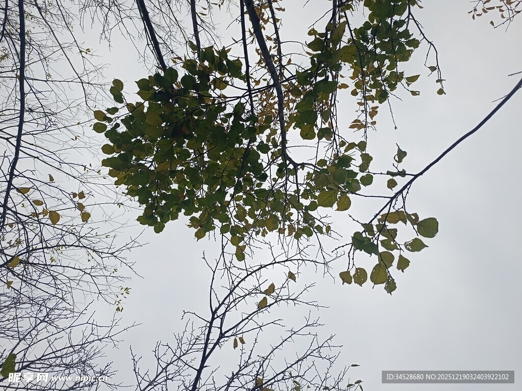 仰视繁茂树枝与灰白天空
