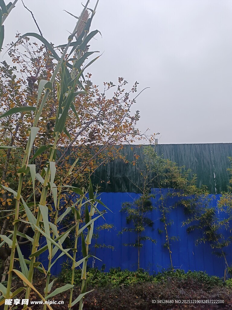 蓝色围栏旁的植物景观