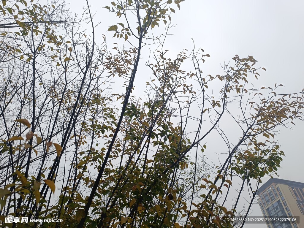 户外树木与建筑景观