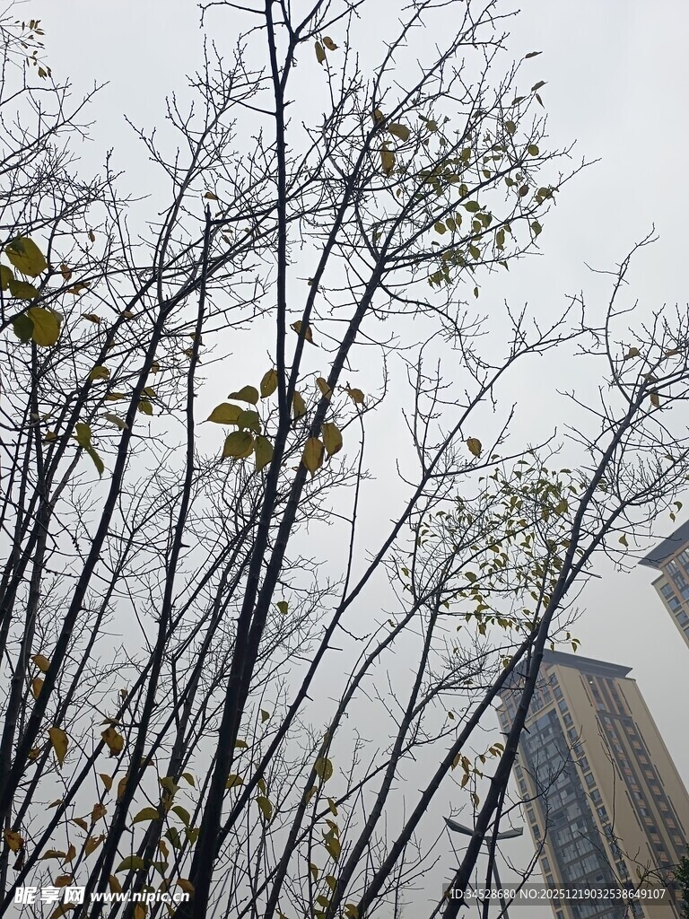 冬日枯树与高楼景象