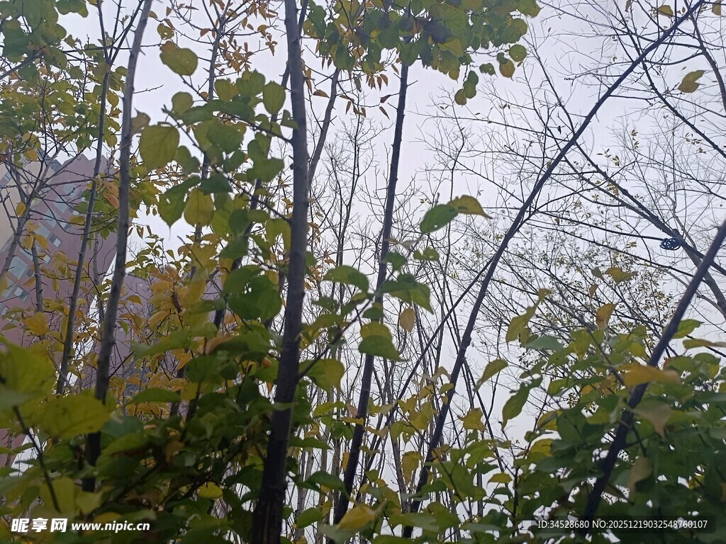 秋日树林枝叶景观