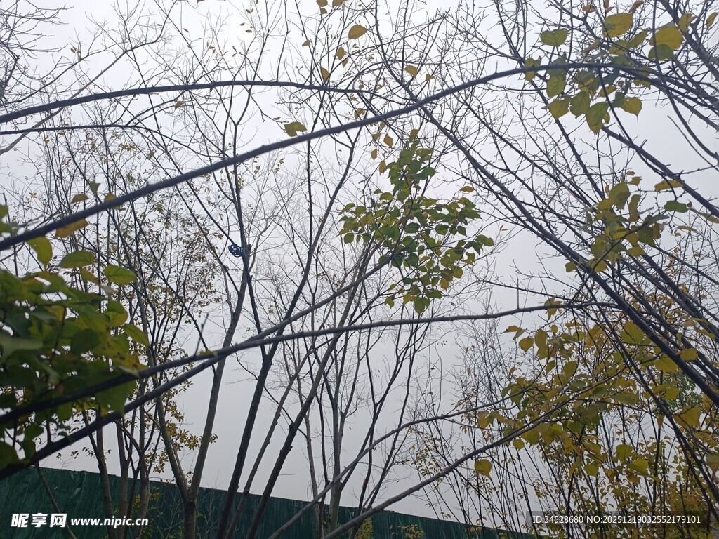 秋日树枝与朦胧天空