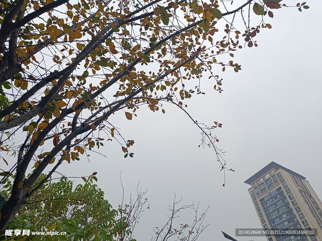 秋日树梢与高楼景象