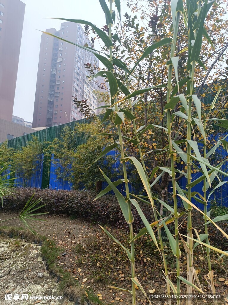 城市中枯萎的植物景观