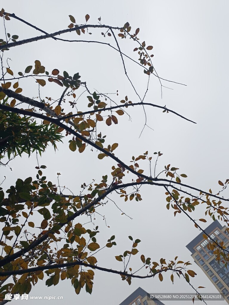 秋日树枝与稀疏黄叶