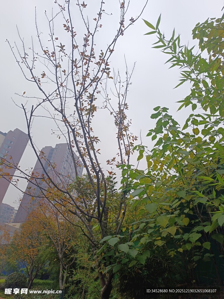 户外树木与建筑景观