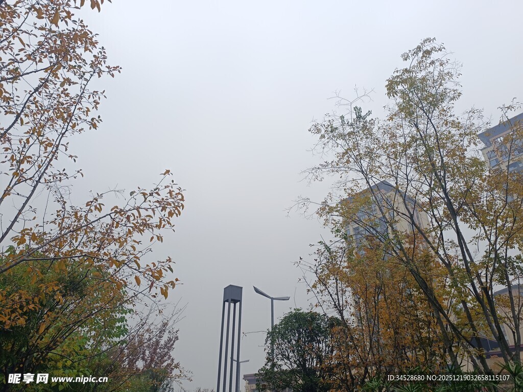 雾中树木与围栏景观