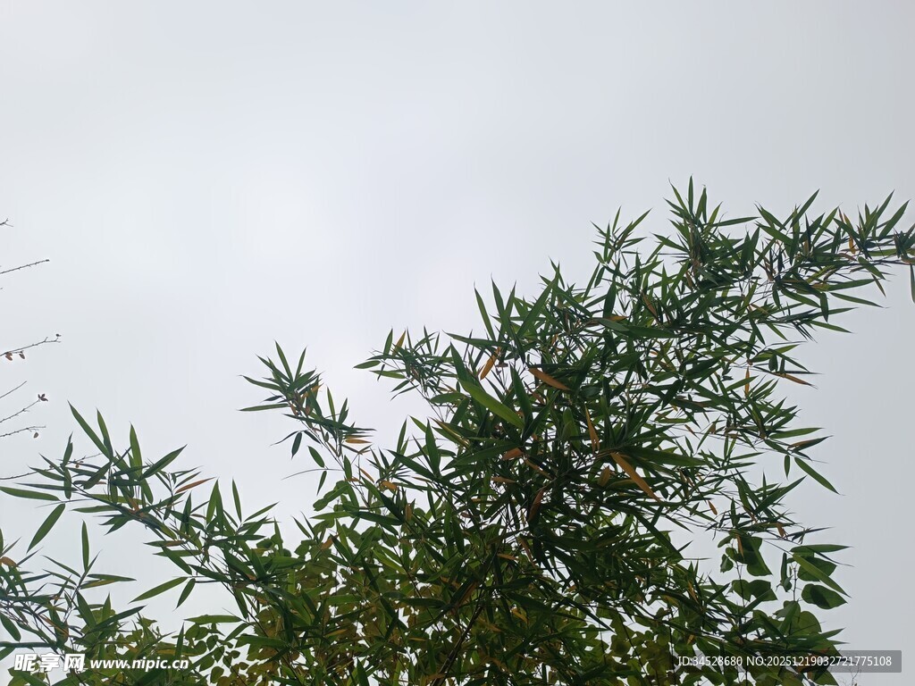 枝头绿叶映灰白天空