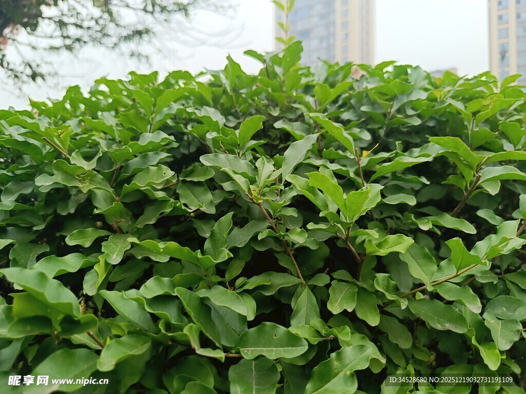翠绿繁茂的户外绿植景观