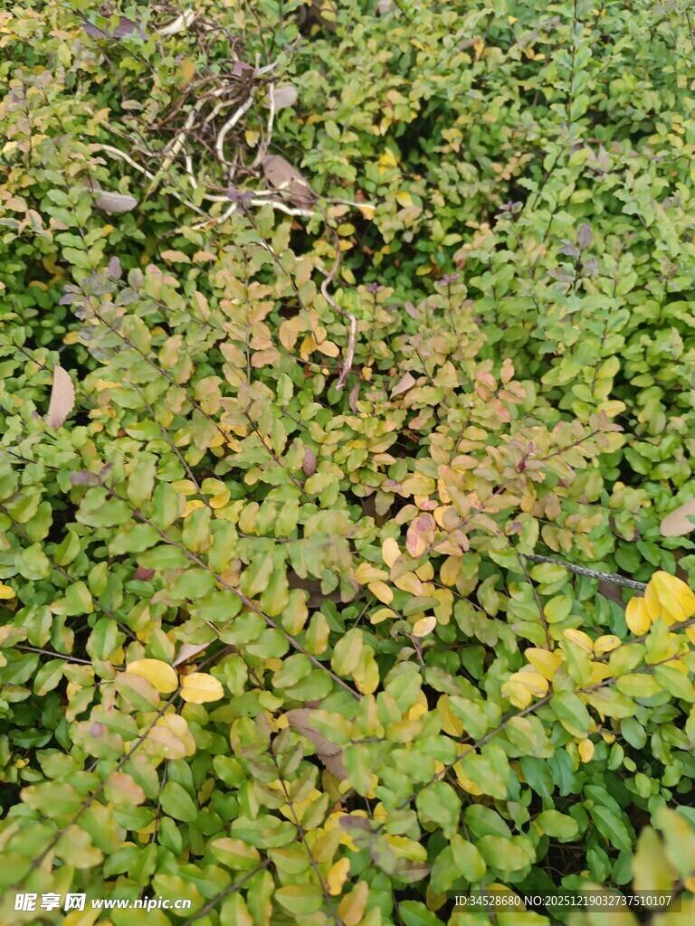 秋日多彩植物景观