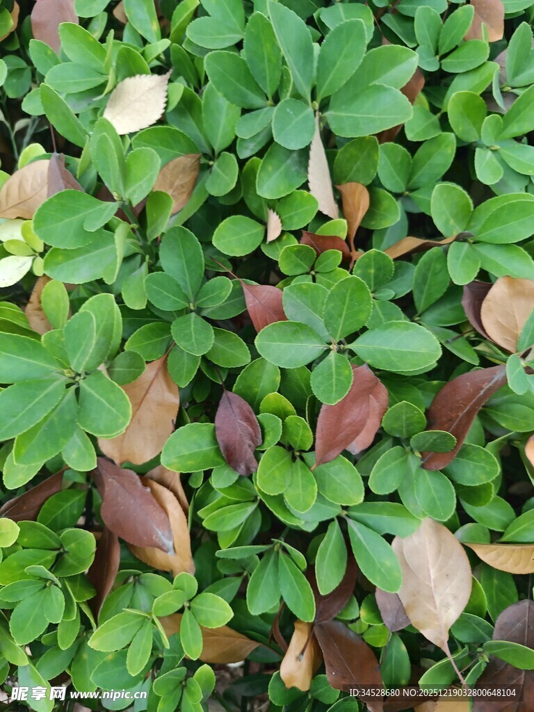 绿叶与红叶交织的植物景观