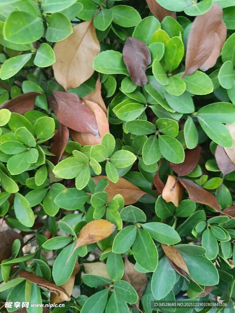 翠绿与棕褐交织的植物叶片