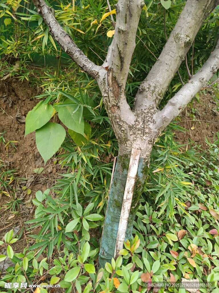 树干底部的绿植与防护